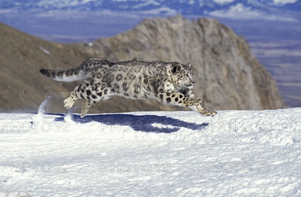 Snow Leopard (uncia uncia) or Ounce, Adult running on Snow