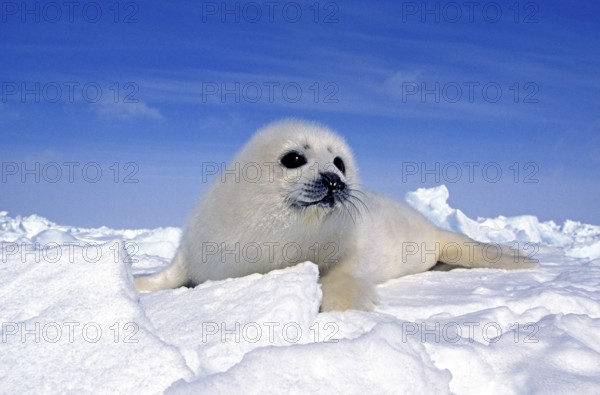 Harp Seal (pagophilus groenlandicus), Pup standng on Icefield, Magdalena Islands in Canada