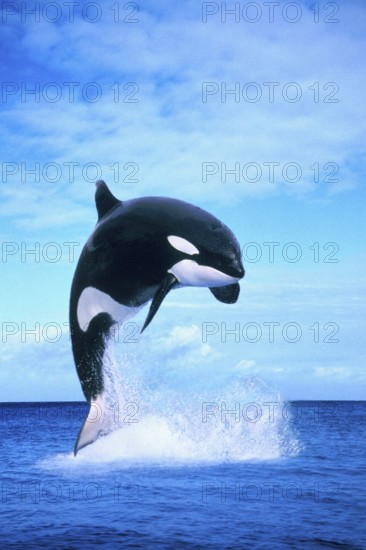 Killerwhale (Orcinus orca)