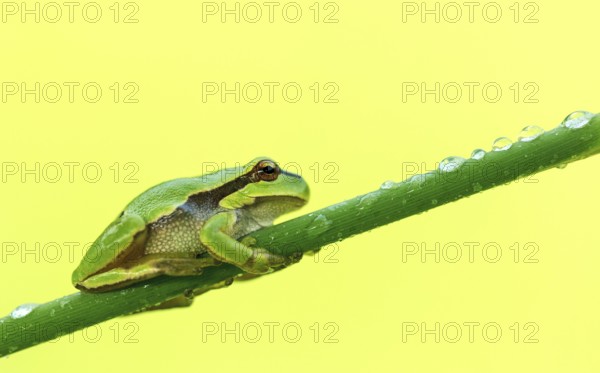 European tree frog (Hyla arborea) perched on reed, Tyrol, Austria, Europe