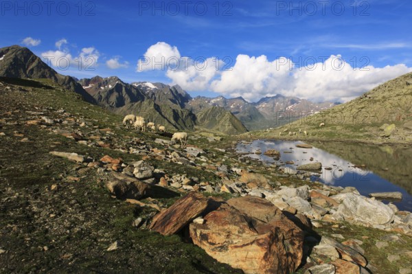 Sheep grazing at Timmelsjoch Pass or Passo del Rombo, Timmelsjoch, Tyrolean Oberland, Tyrol,