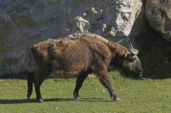 Takin, bovine chamois, takins (budorcas taxicolor), bovine chamois, bovine goats, goat-like,