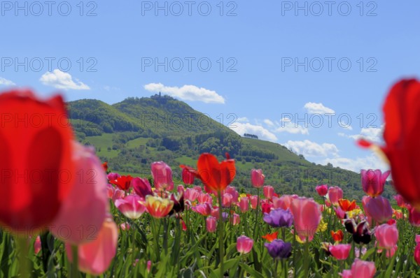 Swabian Alb, Teck surroundings, Teck Castle, Tulip Field