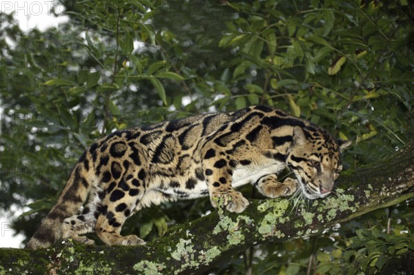 Clouded leopard (neofelis nebulosa), adult in tree