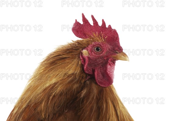Brahma Perdrix chicken, a breed from India, portrait of the cock against a white background