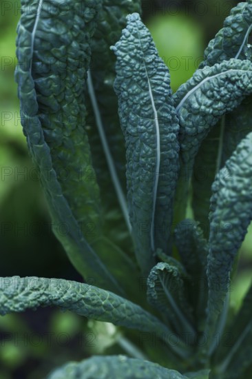 Lacinato kale, cavolo nero, green leaves. Closeup of a plant