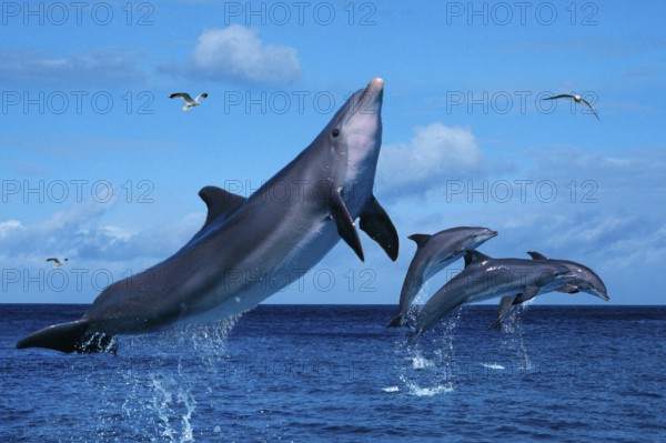 Bottlenose Dolphins (Tursiops truncatus) and gulls