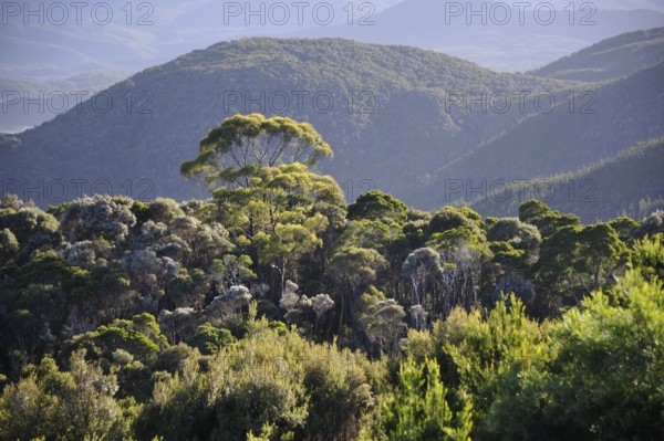 Rainforest, West Coast Range, Tasmania, West Coast Range, Australia, Oceania