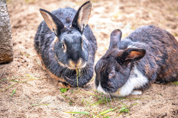 Two rabbits (Oryctolagus cuniculus) sitting on sandy ground, one eating grass, the other looking at
