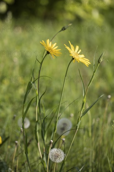 Wiesen-Bocksbart, Tragopogon pratensis, meadow salsify