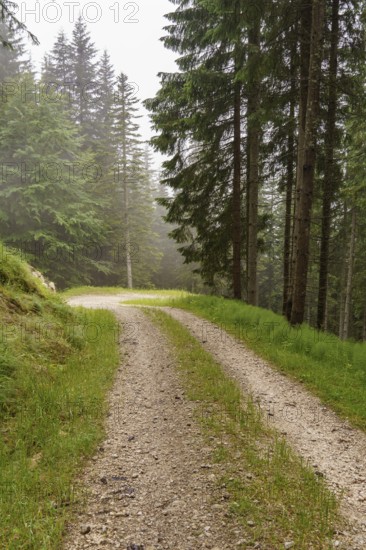 Winding forest path between tall fir trees in the mist, surrounded by green grass and tranquil