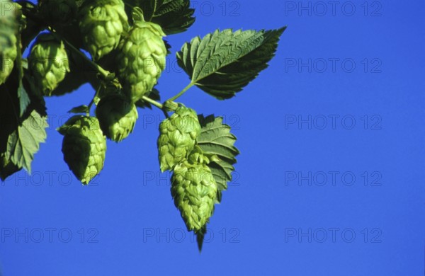 Closeup of Hop Hops Plant (Humulus lupulus) female flowers, seed cones, strobiles, against blue