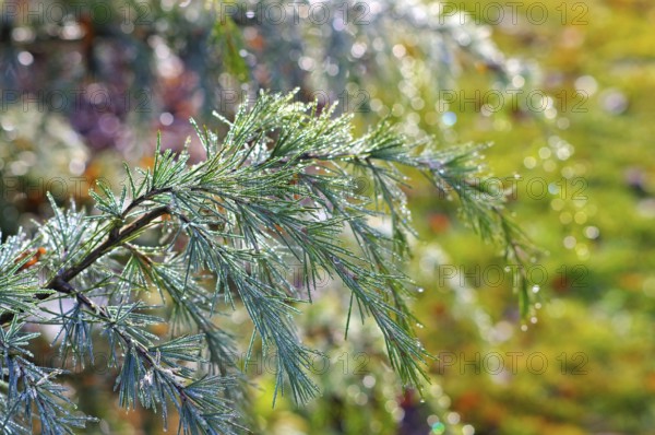 Zweig einer Himalaya-Ceder mit Tautropfen, branch of a Himalayan cedar tree with drops of dew