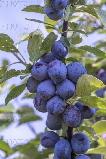 Plum (Prunus domestica 'Italian plum'), Cambridge Botanical Garden, Austria, Europe