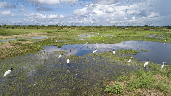 Aerial view of a lagoon and meadows with Jabiru storks and Great egrets, Transpanatnaeira road in