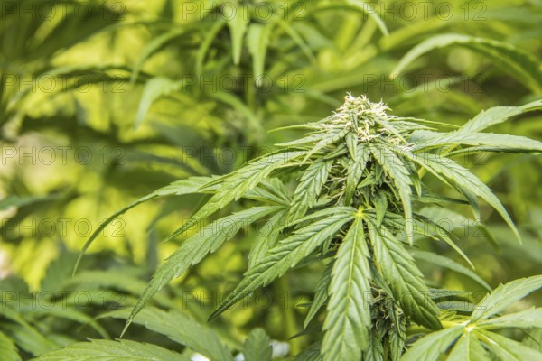 Cannabis plant with buds