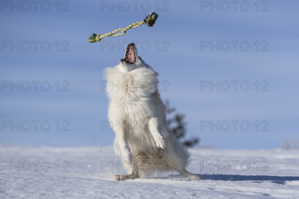 Games in the snow