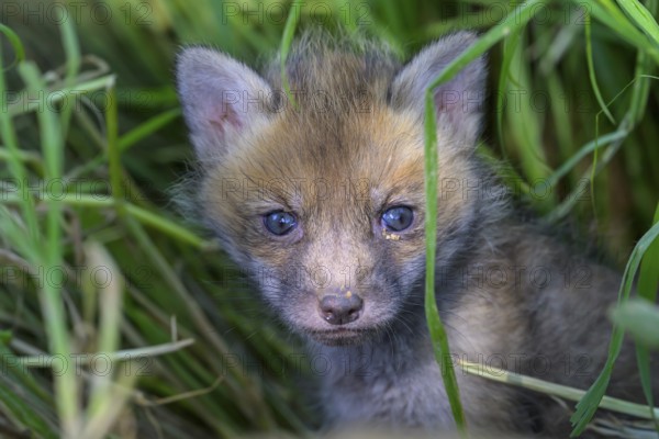 A young fox (Vulpes vulpes) looks curiously into the camera, surrounded by tall grasses and dense