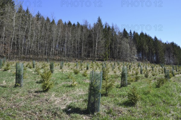 Reforestation in a forest in Saxony. Reforestation in Upper Lusatia