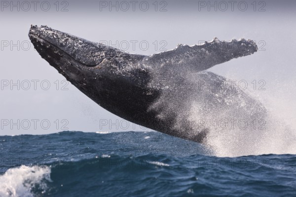 Jumping humpback whale, Megaptera novaeangliae, Indian Ocean, Wild Coast, South Africa, Africa