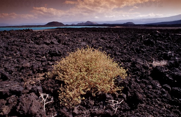 Plants in the desert, Djibouti, Djibouti, Africa, Afar Triangle, Africa