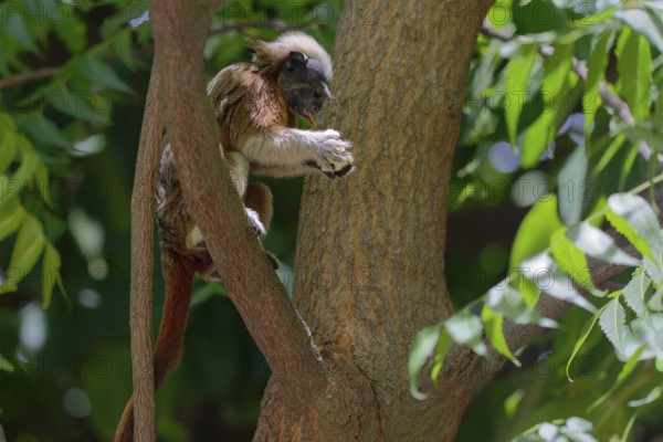 A monkey clinging to a tree branch amidst dense green foliage in a vibrant, natural environment,