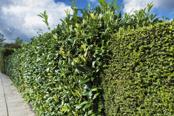 Cherry laurel hedge in Essen, Germany, Europe