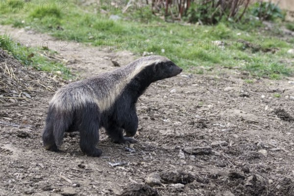 Honey Badger (Mellivora capensis) wandering around his territory