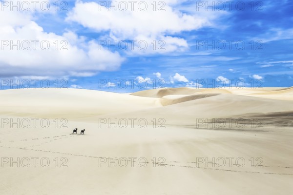 Lencois Maranhenses, National Park, Maranhao, Brazil, South America
