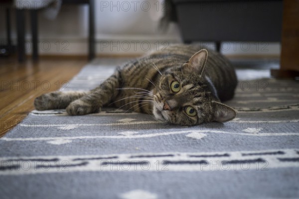 Cat, European shorthair, grey tabby