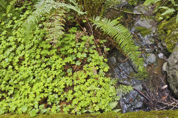Close up view Redwood sorrel (Oxalis oregana), moss, and sword ferns (Polystichum munitum) growing