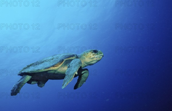 Loggerhead sea turtle, Caretta caretta, Netherlands Antilles, Bonaire, Caribbean, Caribbean Sea