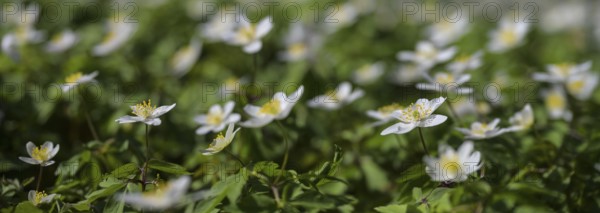 Blooming wood anemone (Anemonoides nemorosa) with white flowers in early spring, panoramic format,