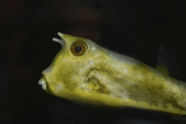 A longhorn cowfish (Lactoria cornuta), also called the horned boxfish, a species of boxfish from