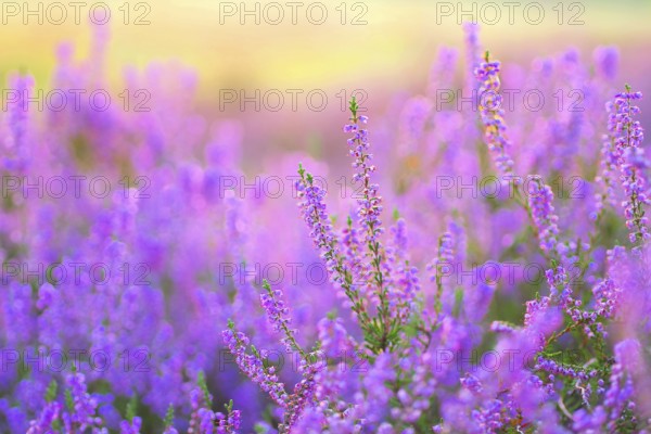 Heather in late summer, flowering Heather, Calluna vulgaris in the morning backlight