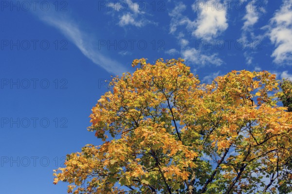 Autumnal maple (Acer), blue sky, white clouds, Allgäu, Bavaria, Germany, Europe