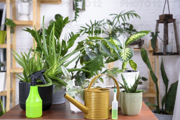 Group of popular indoor plants on the table in the interior: Calathea, aloe, diffenbachia,