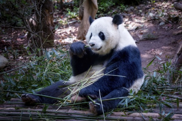 The giant panda (Ailuropoda melanoleuca), Chengdu, Sichuan, China, Asia