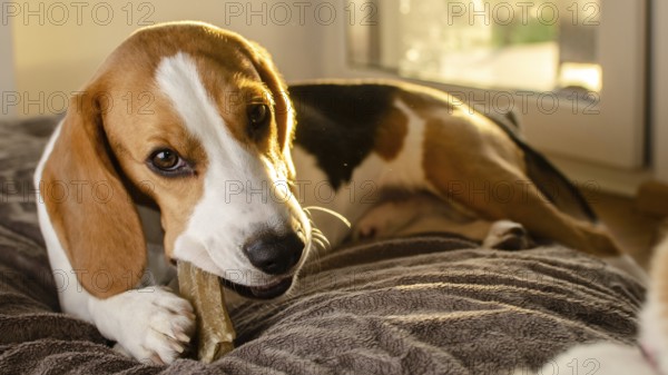 Beagle puppy chewing a dog snack. Biting a bone