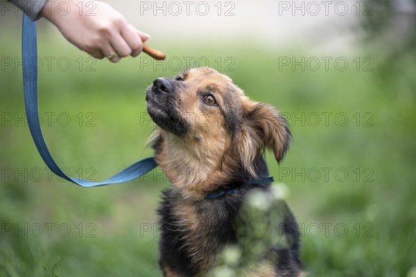 Treat for dogs female hand feeding a mongrel dog on a leash in the park outdoor