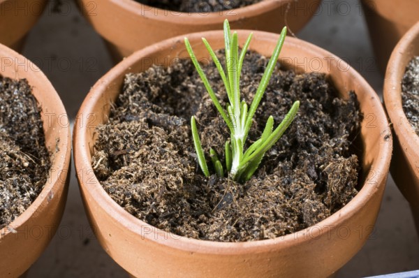Rosemary (Rosmarinus officinalis), cuttings, rosemary cutting, cultivation