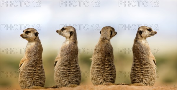 MEERKAT (suricata suricatta), ADULTS LOOKING AROUND, SITTING ON SAND, NAMIBIA