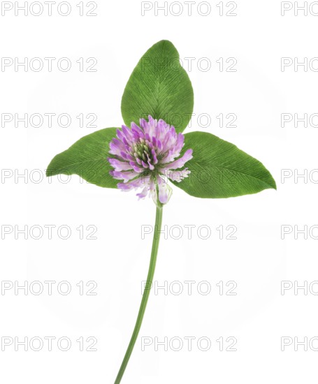 Red clover (Trifolium pratense) closeup of a purple flower with three green leaves. Medicinal herb