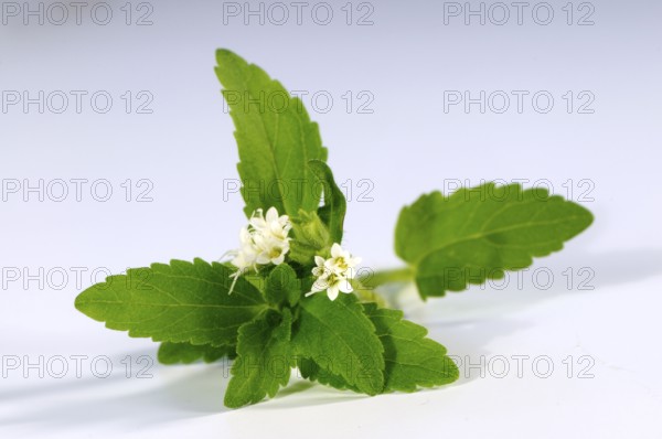Sweet herb, sugar leaf (Stevia rebaudiana), sugar plant