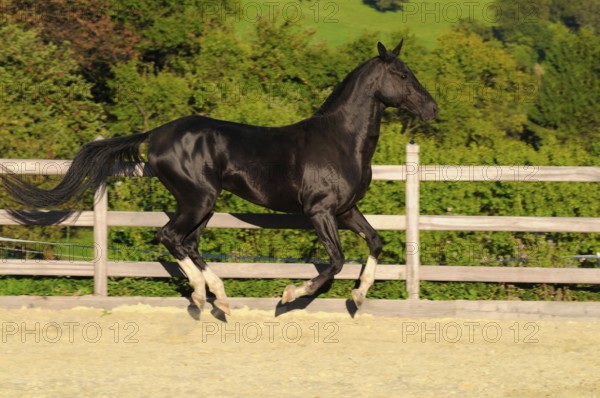 Achal-Tekkiner, stallion, black stallion, lateral