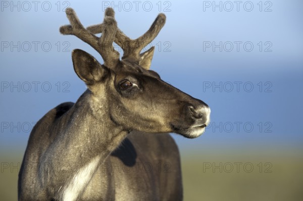 Caribou, female, Mount Jacques Cartier, Gaspesie National Park, Woodland caribou (Rangifer tarandus