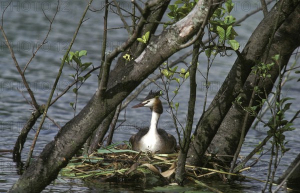 Great Crested Grebe (podiceps cristatus), Adult standing on Nest
