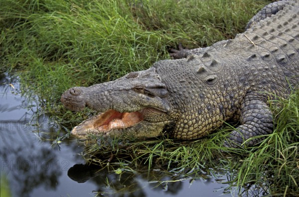 AUSTRALIAN SALWATER CROCODILE OR ESTUARINE CROCODILE (crocodylus porosus), ADULT WITH OPEN MOUTH