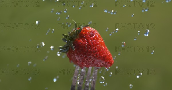 Strawberries (fragaria vesca), Water Falling on Fruits