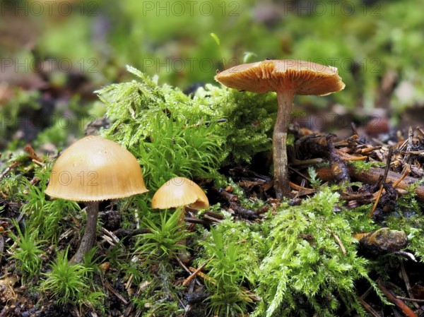 Poisonous Galerina, Galerina marginata, Galerina marginata